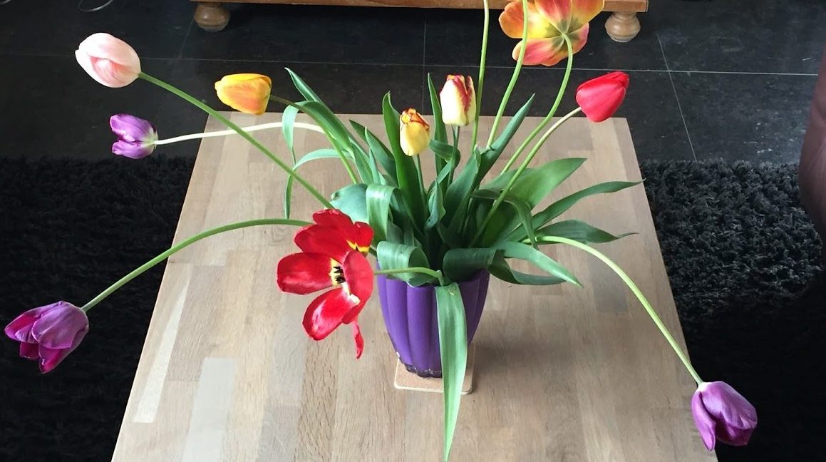 Tulips from Holland Buy tulip bulbs from holland